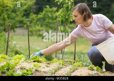 Jardinier femme et betteraves salade de plantation et mise en place d'un paillis de paille tout autour pour fertiliser et protéger de la sécheresse. La vie naturelle, organique e Banque D'Images