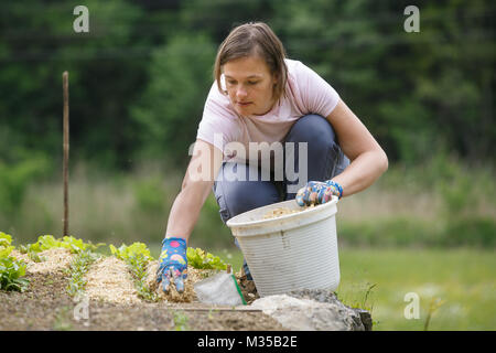 Jardinier femme et betteraves salade de plantation et mise en place d'un paillis de paille tout autour pour fertiliser et protéger de la sécheresse. La vie naturelle, organique e Banque D'Images