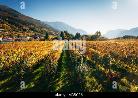 Vignoble d'automne lignes dans heure d'or à Trento, Italie du Nord Banque D'Images