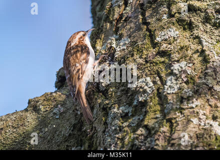 Oiseaux Bruant eurasien (Certhia familiaris) monter un tronc d'arbre en hiver dans le West Sussex, Angleterre, Royaume-Uni. Banque D'Images