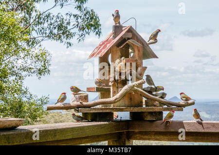 Maison d'oiseau avec à sourcils rouges manger des roselins seeds. Queensland, Australie Banque D'Images