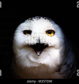 Chef de la colère à la Snowy Owl avec bec ouvert qui sortent de l'ombre. L'éclairage spectaculaire se cache un oeil d'animal dans l'ombre profonde Banque D'Images