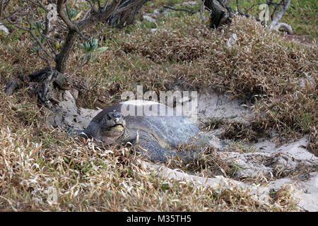 Tortue de nidification sur l'île Heron, Queensland, Australie Banque D'Images