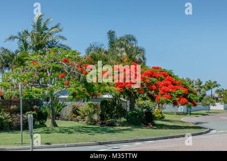 Arbre Flamboyant en fleurs sur le côté de la route. Queensland, Australie Banque D'Images