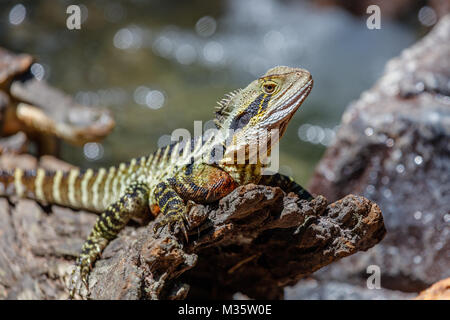 Cou Frilled lizard sitting on a log, Queensland, Australie Banque D'Images