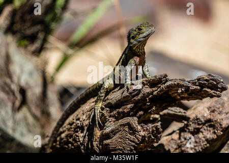 Cou Frilled lizard sitting on a log, Queensland, Australie. Banque D'Images
