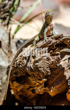 Cou Frilled lizard sitting on a log, Queensland, Australie. Vertical image. Banque D'Images