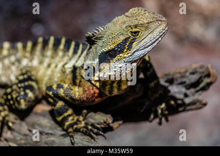 Cou Frilled lizard sitting on a log, Queensland, Australie. Close up. Banque D'Images