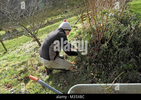 Femme plus âgée portant un chapeau, fatiguant, coupant des arbustes et des plantes en hiver jardin de février avec brouette dans le Carmarthenshire pays de Galles Royaume-Uni KATHY DEWITT Banque D'Images