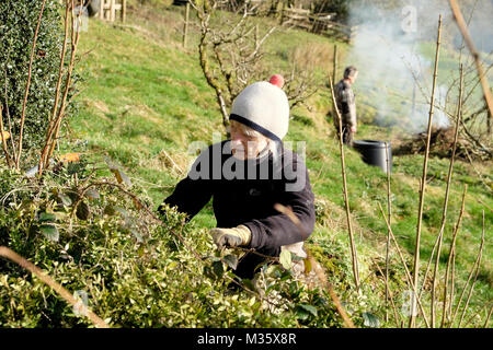 Tronquer une femme bouchers Broom arbuste en hiver et l'homme un feu d'éclairage de l'ordre bâtons brosse jardin prêt pour le printemps au Pays de Galles UK KATHY DEWITT Banque D'Images