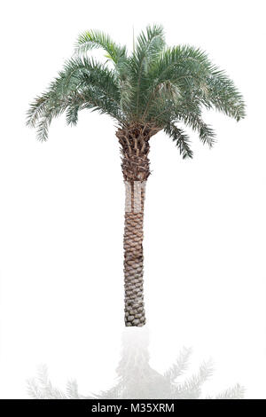 Palm tree isolated on white with clipping path Banque D'Images