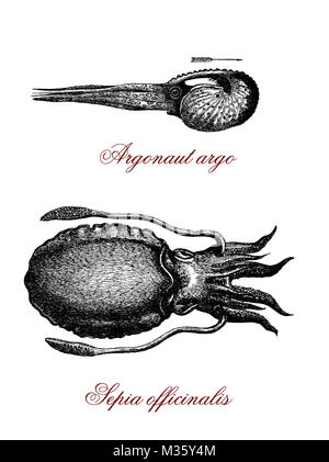 Vintage illustration de la seiche commune et tropicales argonauta argo octopus Banque D'Images