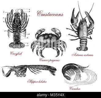 Vintage table illustrée avec des crustacés écrevisse, homard, crabe et crevettes Banque D'Images