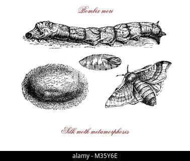 Bombix mori, silkworm, cocoon de soie, espèce de métamorphose gravure vintage Banque D'Images