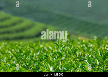 Feuilles de thé vert close-up. Mae Chan de plantations de thé dans le Nord de la Thaïlande Banque D'Images