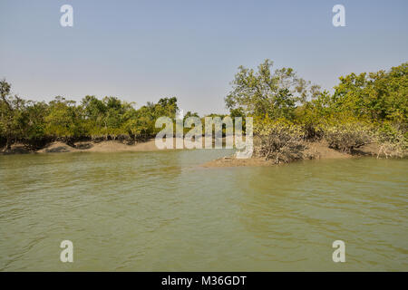 Paysage d'estuaire et Mangroove forêt, delta Sundarbans, West Bengal, India Banque D'Images