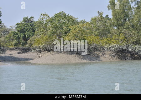 Paysage d'estuaire et Mangroove forêt, delta Sundarbans, West Bengal, India Banque D'Images