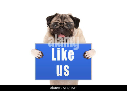 Le PUG dog with glasses holding up panneau bleu avec du texte comme nous, isolé sur fond blanc Banque D'Images