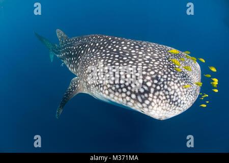 L'alimentation du requin-baleine je les eaux bleues au large de Nosy Be. Madagascar Banque D'Images