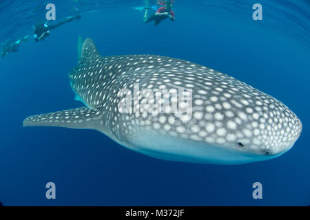 L'alimentation du requin-baleine au large de Nosy Be être Madagascar​ Banque D'Images