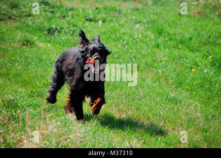 Chien Noir traverse un pré vert Banque D'Images