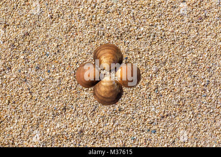 Quatre des coquillages sur le sable. Fond de plage d'été. Vue d'en haut. Un espace réservé au texte Banque D'Images