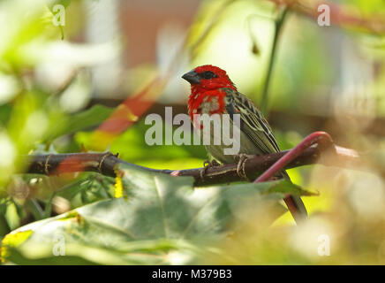 (Foudia madagascariensis Red Fody) mâle en plumage nuptial de mue, endémique de Madagascar Antananarivo, Madagascar Novembre Banque D'Images