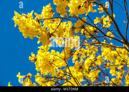 La floraison jaune ou jaune flametree Poinciana. Queensland, Australie Banque D'Images