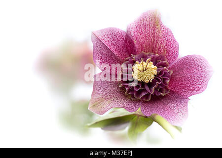 Close-up, High-key image d'un printemps Hellebore x hybrida 'Tutu' aussi connu comme le Lenten Rose Banque D'Images