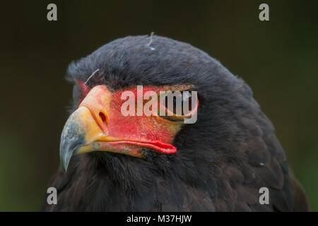 Photo portrait d'un aigle Bateleur alerte avec un fond noir Banque D'Images