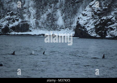 Les épaulards, Orcinus orca, Fjords Tromsø, Tromsø, Norvège, Europe Banque D'Images