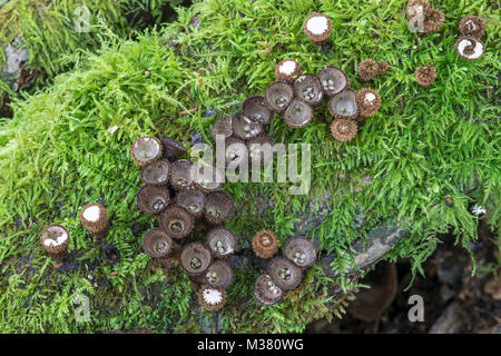 Nid d'oiseau à cannelures : champignon Cyathus striatus. Sussex, UK. Banque D'Images