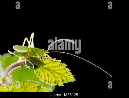 Bush-Cricket : unid sp. Famille : Tettigoniidae. Montrant de longues antennes. Banque D'Images