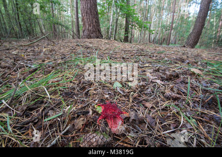 Étoile de champignon : Aseroe rubra. Surrey, UK. C'est seulement à savoir site dans l'hémisphère nord. Banque D'Images