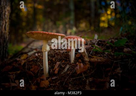 Des champignons vénéneux dans la forêt Banque D'Images