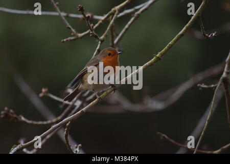 Robin européenne se percher, Erithacus rubecula aux abords, Suffolk, England, United Kingdol Banque D'Images
