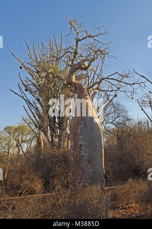 Les baobabs (Adansonia sp) dans la Forêt épineuse Parc Mosa, Ifaty, Madagascar Novembre Banque D'Images