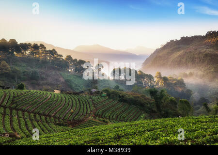 Belle misty morning sunrise strawberry garden et ferme de fraises à Doi Ang Khang , Chiang Mai, Thaïlande Banque D'Images