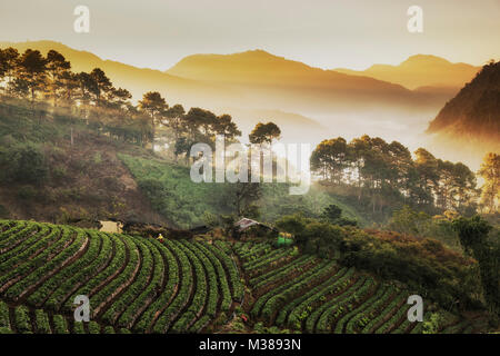 Belle misty morning sunrise strawberry garden et ferme de fraises à Doi Ang Khang , Chiang Mai, Thaïlande Banque D'Images