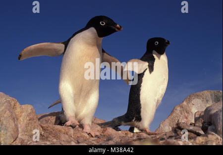L'antarctique. Les manchots Adélie (Pygoscelis adeliae). Banque D'Images