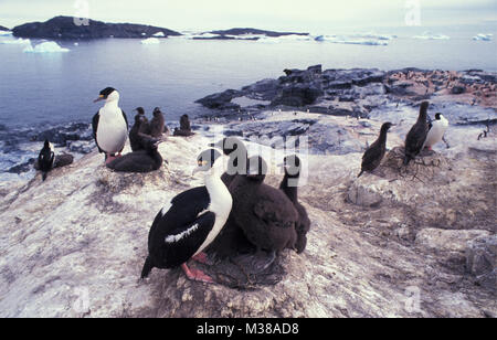 L'antarctique. Site de nidification de cormorans aux yeux bleus ou impériale (Phalacrocorax atriceps shag) et les jeunes, des poulets. Banque D'Images