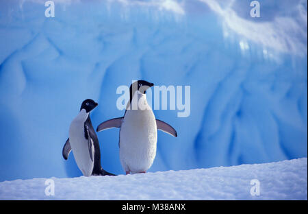 L'antarctique. Les manchots Adélie (Pygoscelis adeliae) marche sur iceberg. Banque D'Images