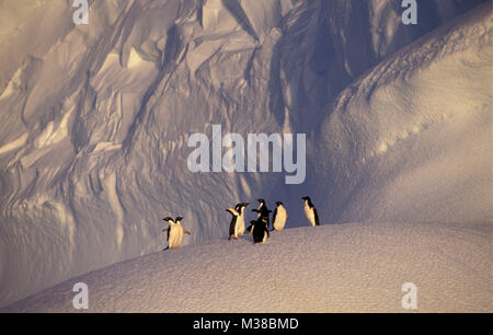 L'antarctique. Les manchots Adélie (Pygoscelis adeliae) marche sur iceberg. Banque D'Images