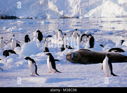 L'antarctique. Les manchots Adélie (Pygoscelis adeliae) et joint de Weddel (Leptonychotes weddellii) sur la banquise. Banque D'Images
