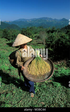 Le Vietnam. Près de Mai Chau. Femme de hilltribe Dao avec chapeau conique montrant le riz. Portrait. Banque D'Images