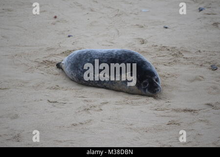 Le phoque commun Phoca vitulina, Plage, Horsey Gap, Norfolk, Angleterre Banque D'Images