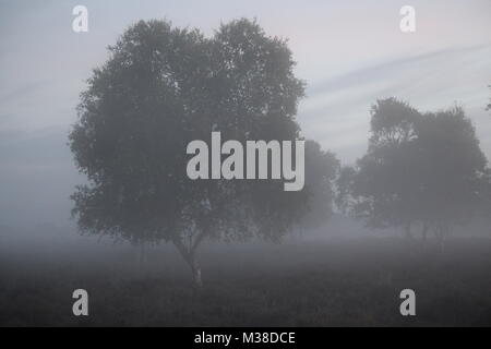 L'arbre dans le brouillard matinal, Pwllheli Heath, Suffolk, Angleterre, Royaume-Uni Banque D'Images