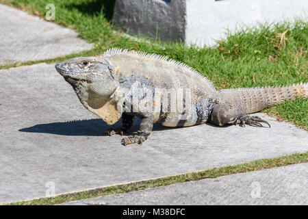 L'iguane sauvage noir, iguane, ou ctenosaur noir. Riviera Maya, Mexique. Banque D'Images