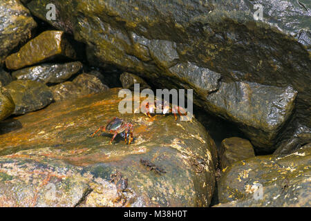 Deux crabes noirs face à face sur une surface rocheuse humides couverts de mousse et d'algues à proximité de l'océan Banque D'Images