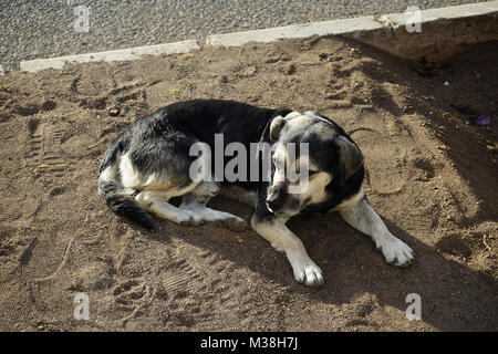 Chien de rue à Mindelo, Cap Vert Banque D'Images